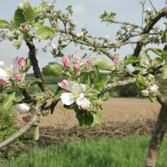 Insektenfreundliche Streuobstwiese. Im Vordergrund erkennt man Blüten eines Baumes.