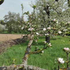 Auf der Linkenseite ist die Benjeshecke zuerkennen, welche sich direkt bei der Streuobstwiese befindet.