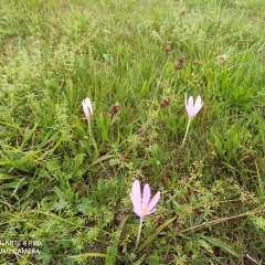 Artenreiche Extensiv-Wiese in Usingen. Im Vorderrund sind Krokusblumen.