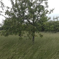 Flachland-Mähwiese bei dem Streuobst.