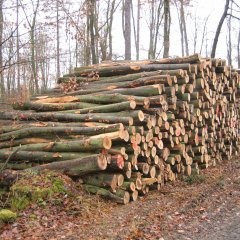 Buchenpolter im Wald von Usingen.