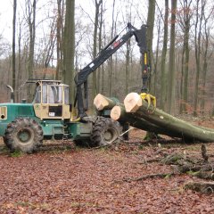 Ein Rückeschlepper, welcher Buchen abtransportiert.