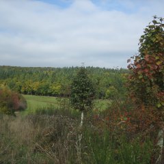 Mischwald in Michelbach. Im vordergrund sind Elsberee zu erkennen.