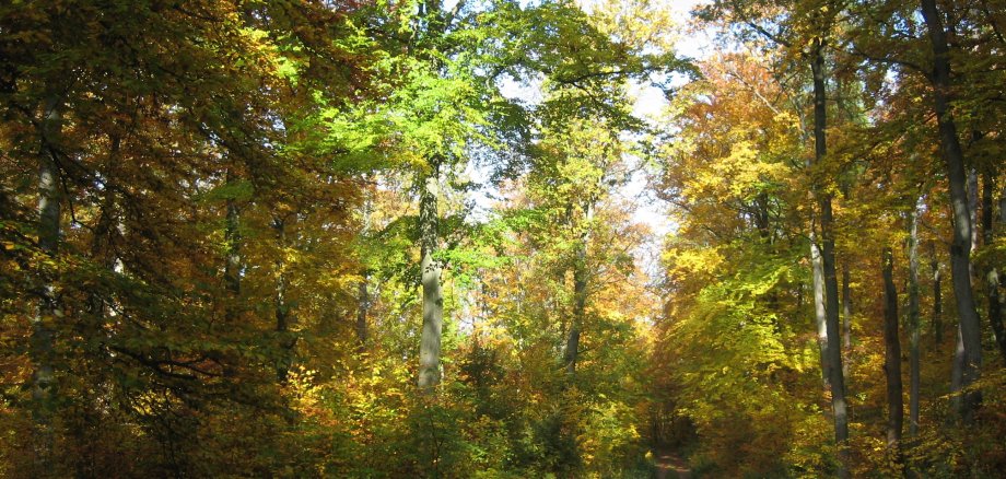 Ein Wald voller Eichenbuchen.